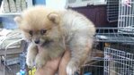 Pomeranian Saber - Pomeranian Dog