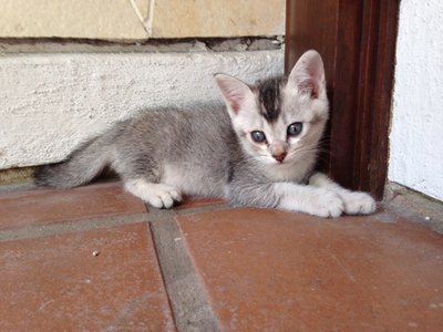 Mohawk - Domestic Short Hair Cat