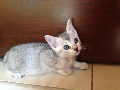 Husky - Domestic Short Hair Cat