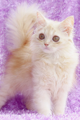 Lola - Persian Cat