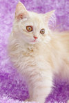 Lola - Persian Cat