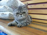 Exotic Shorthair Cat - Exotic Shorthair Cat