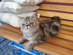 Exotic Shorthair Cat - Exotic Shorthair Cat