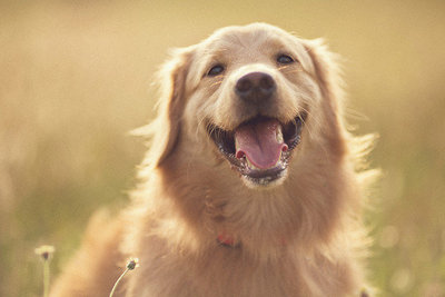 Boss - Golden Retriever + Poodle Dog