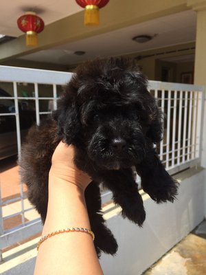 Silver Grey Poodle  - Poodle Dog