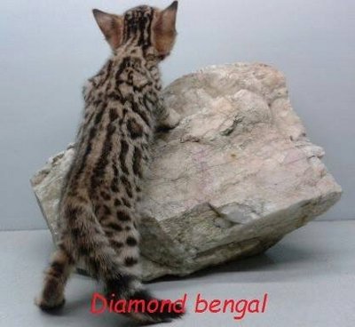 Bengal 270414 - Bengal Cat