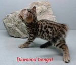 Bengal 270414 - Bengal Cat