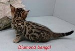 Bengal 270414 - Bengal Cat