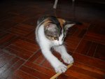 Fanee - Domestic Short Hair Cat