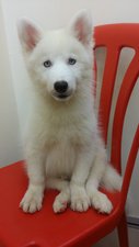 White &amp; Blue Eyes Husky - Husky Dog