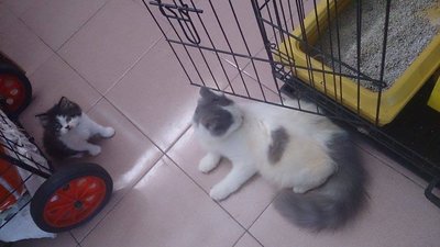 Utih - Ragdoll + Persian Cat