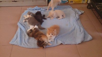 4 Sekawan - Persian Cat