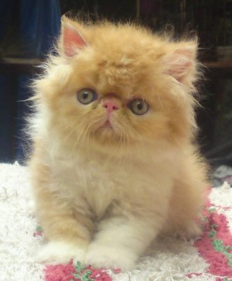 Flatface Male - Persian Cat