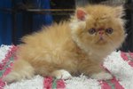 Flatface Male - Persian Cat