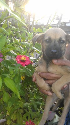 Tintin - Mixed Breed Dog