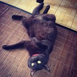 Mr. Salem - British Shorthair Cat