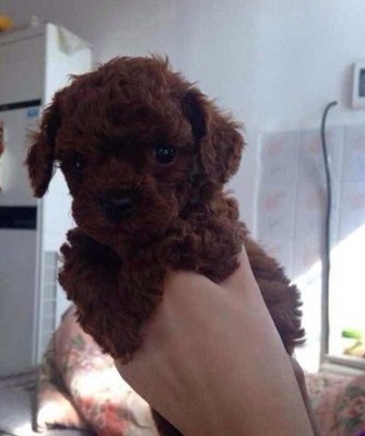 Super Red Tiny Poodle - Poodle Dog