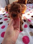 Super Red Tiny Poodle - Poodle Dog