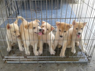 Husky Mix Puppies - Mixed Breed Dog