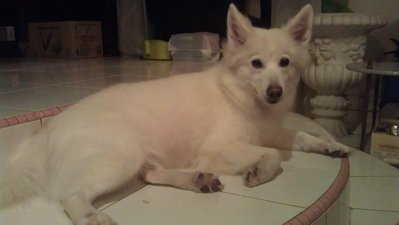 Snowy (Spitz, 狐狸狗) - Spitz Dog