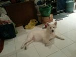 Snowy (Spitz, 狐狸狗) - Spitz Dog