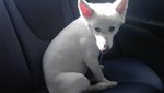 Snowy (Spitz, 狐狸狗) - Spitz Dog