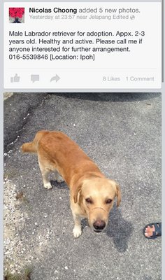 Ipoh - Male Labrador Retriever  - Labrador Retriever Dog