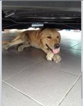 Ipoh - Male Labrador Retriever  - Labrador Retriever Dog