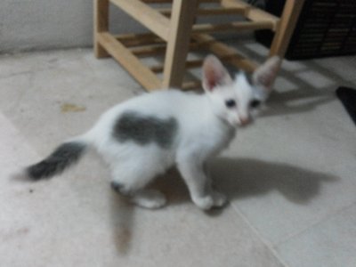 Kaliko - Maine Coon + Domestic Short Hair Cat