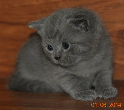 PF57756 - British Shorthair Cat