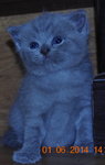 PF57756 - British Shorthair Cat