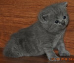 PF57756 - British Shorthair Cat