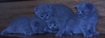 PF57756 - British Shorthair Cat