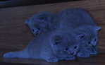 PF57756 - British Shorthair Cat