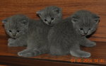 PF57756 - British Shorthair Cat