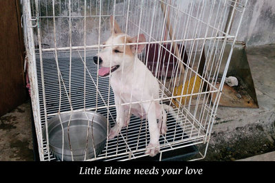 Elaine - Mixed Breed Dog