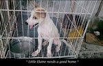 Elaine - Mixed Breed Dog