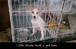 Elaine - Mixed Breed Dog