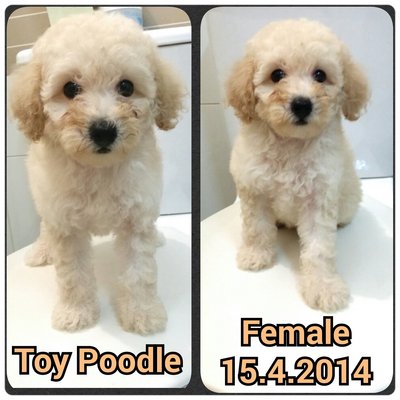 Cream / Cream White Toy Poodle - Poodle Dog