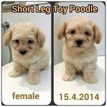 female Short Leg cream 