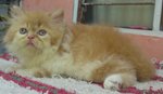 Semiflat Persian Male - Persian Cat