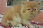 Semiflat Persian Male - Persian Cat