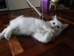 Monkey - Norwegian Forest Cat + Persian Cat