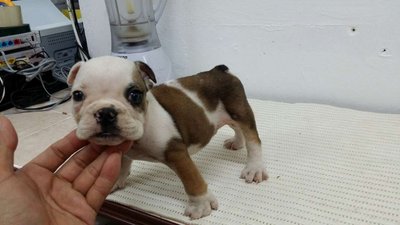 PF57789 - English Bulldog Dog