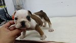 PF57789 - English Bulldog Dog