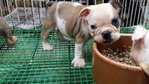 PF57789 - English Bulldog Dog