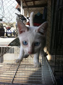 Junior And Jane - Domestic Short Hair Cat