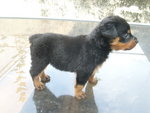 Rottweiler Puppie  - Rottweiler Dog