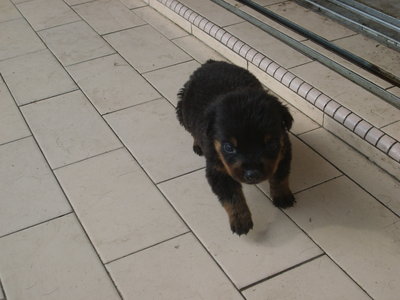 Rottweiler Puppie  - Rottweiler Dog