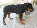 Rottweiler Puppy Male - Rottweiler Dog